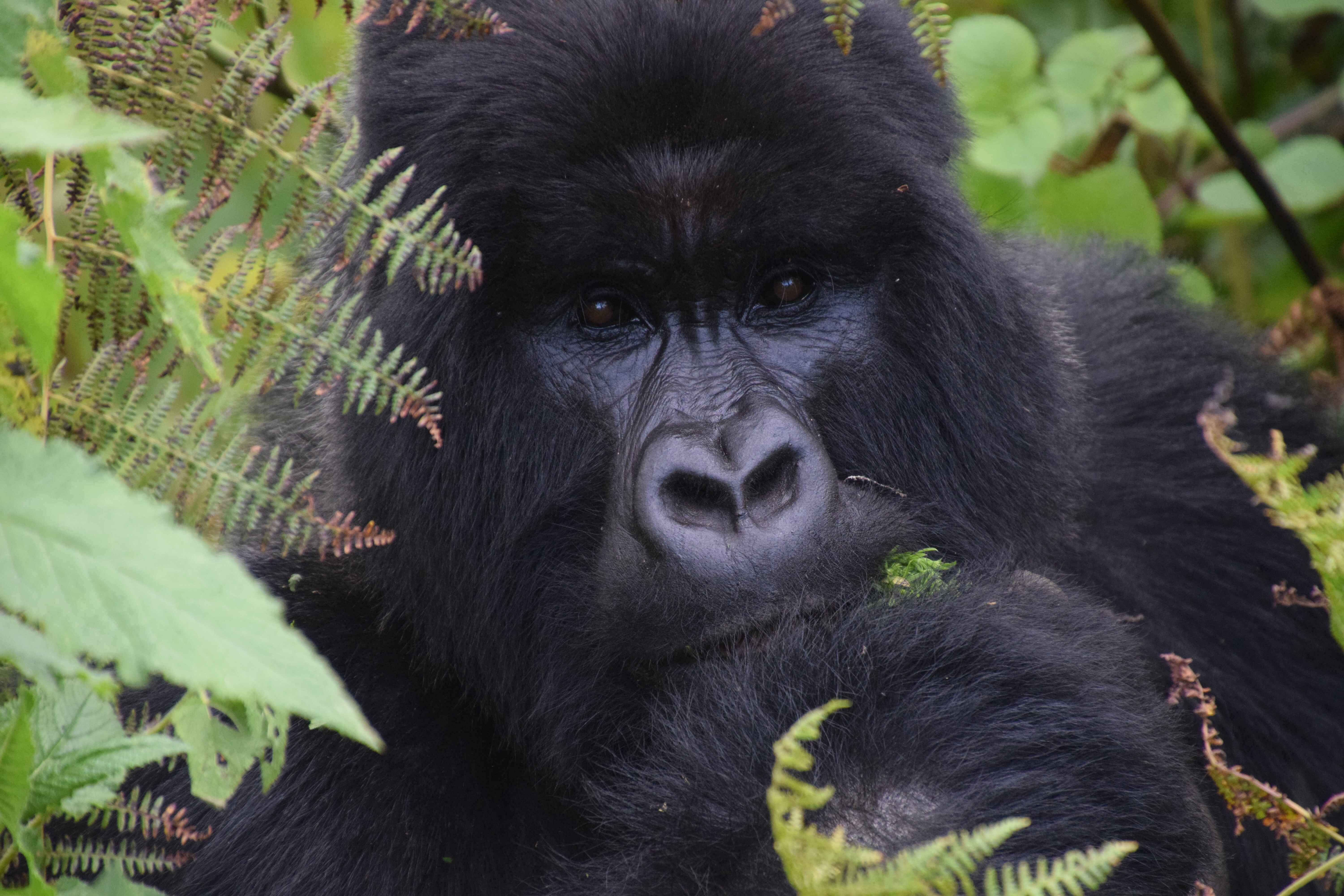 FFW-gorilla-carousel-image-6.jpg