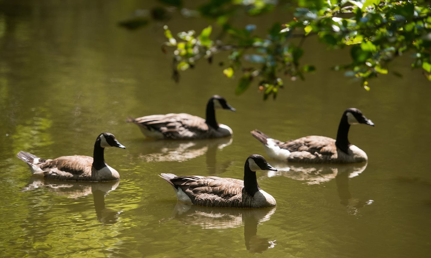 Canada-Geese.jpg