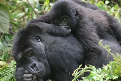 FFW-Gorilla-carousel-image-2.jpg