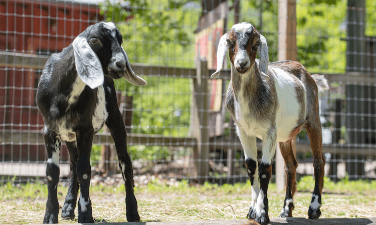Goats.png