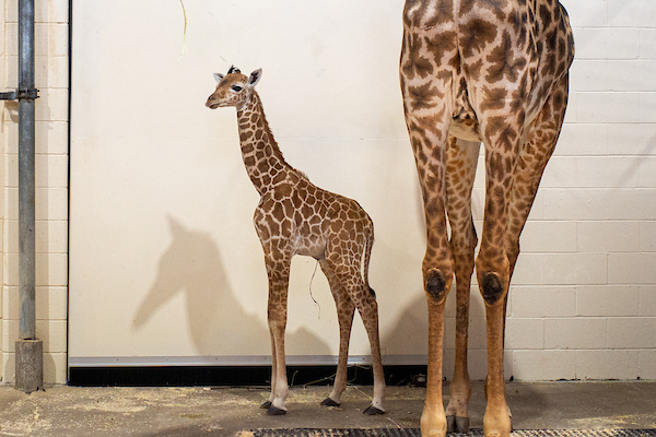 Cleveland Metroparks Zoo Welcomes Giraffe Calf | Cleveland Metroparks