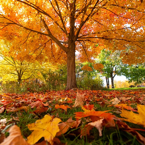 Fall_Tree_Leaves.webp