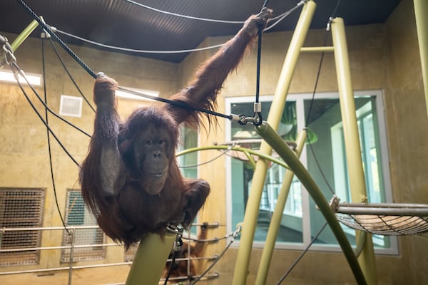 Orangutan_dayroom Orangutan_dayroom