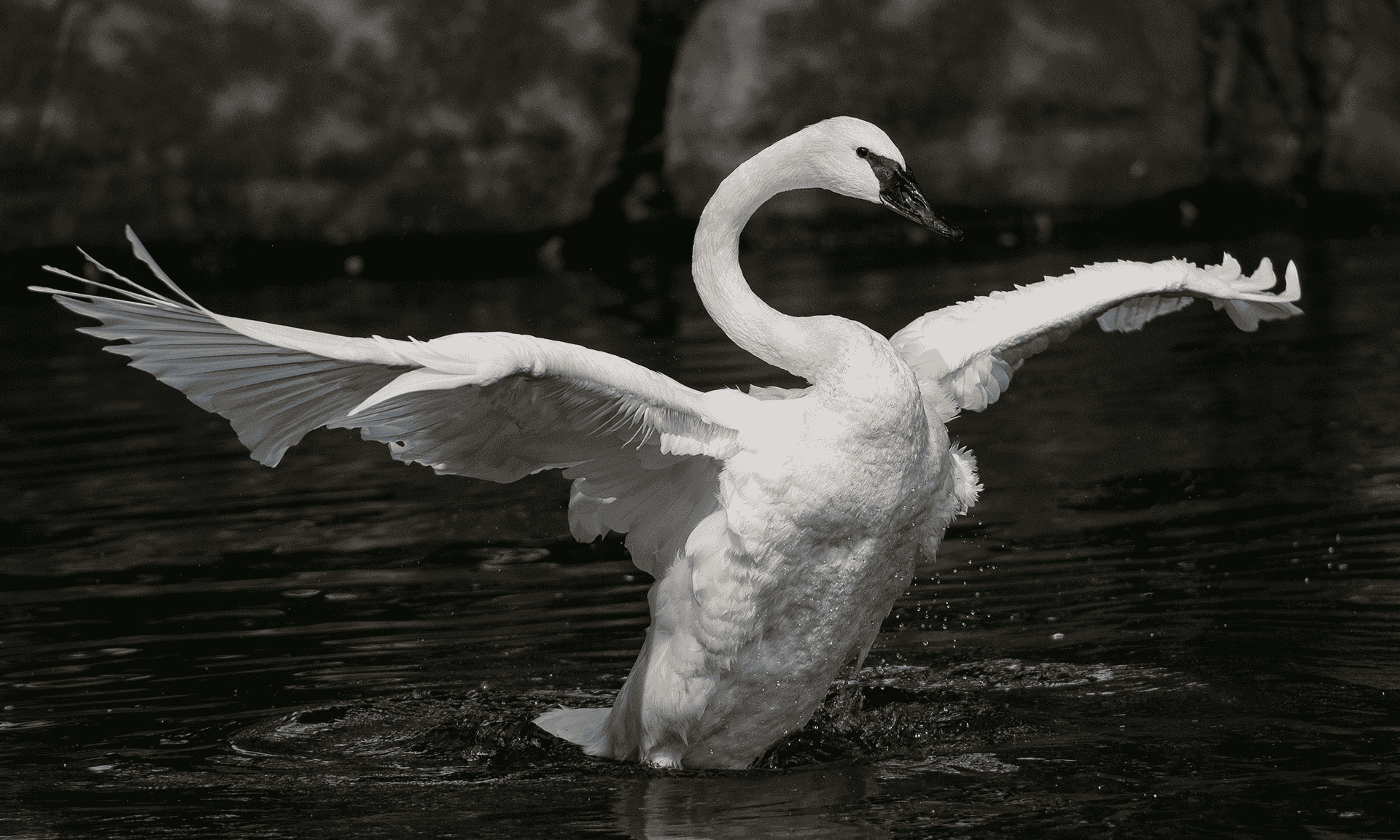 Trumpter-Swan.png