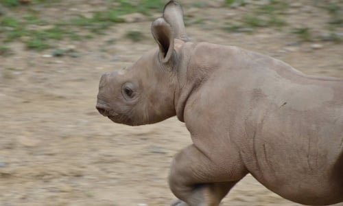 Rhino.jpg