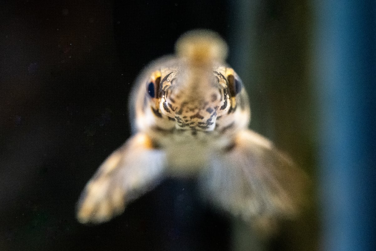 long-nose-gar.jpg