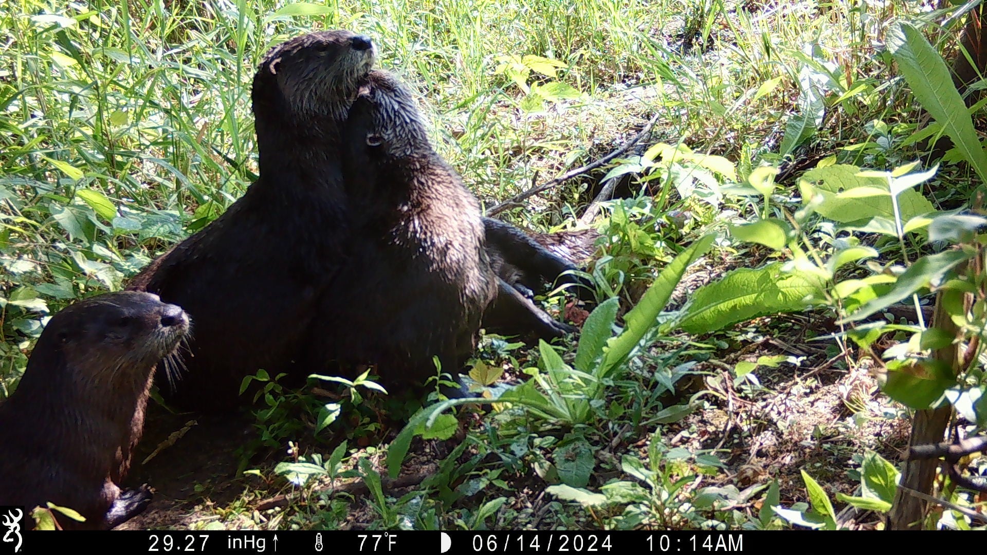 otter otter