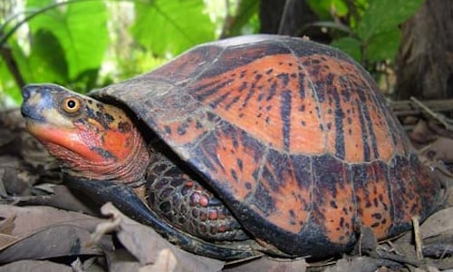 Asian-Turtle.jpg
