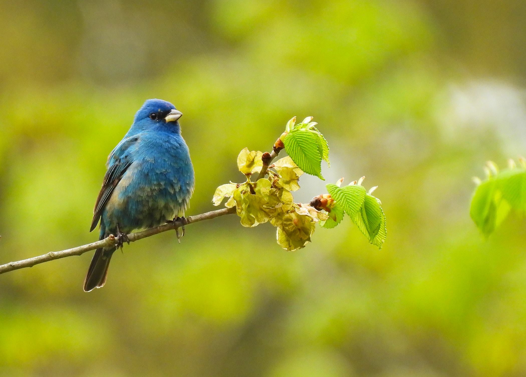 Indigo Bunting