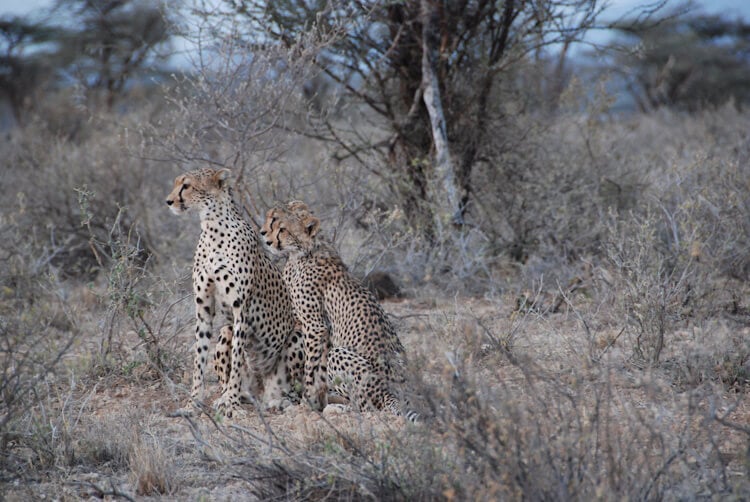 Three-Cheetah-Sitting-Together.JPG