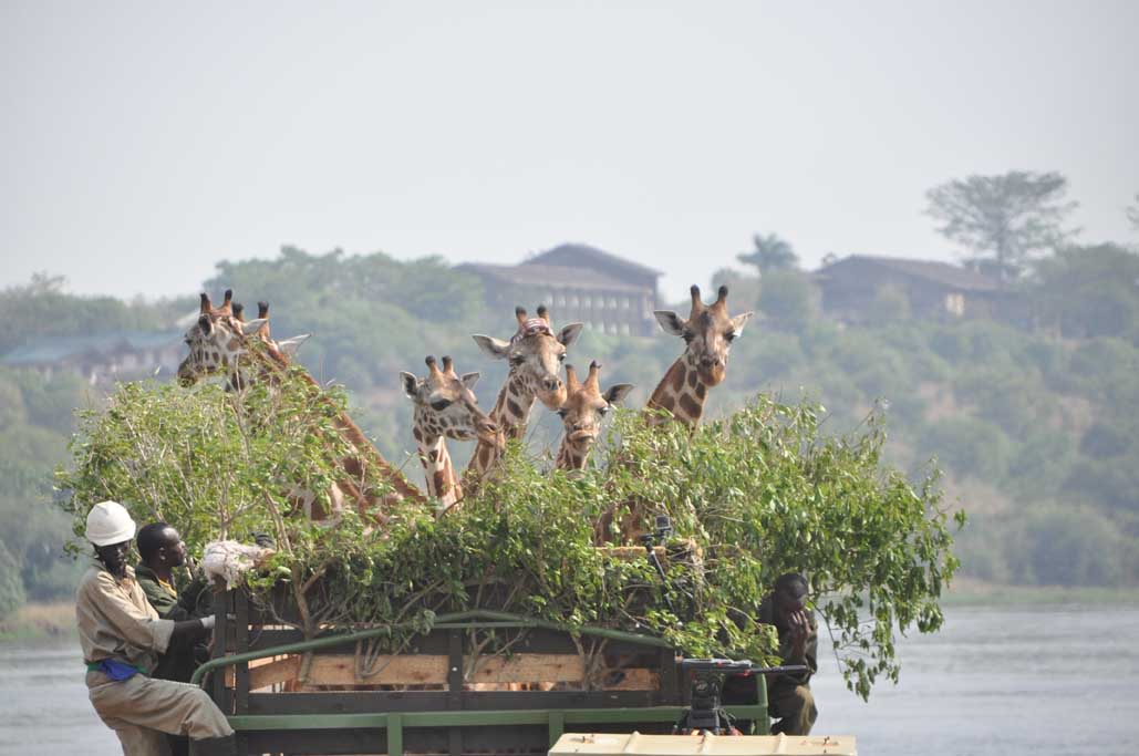 FFW-Giraffe-carousel-image-2.jpg