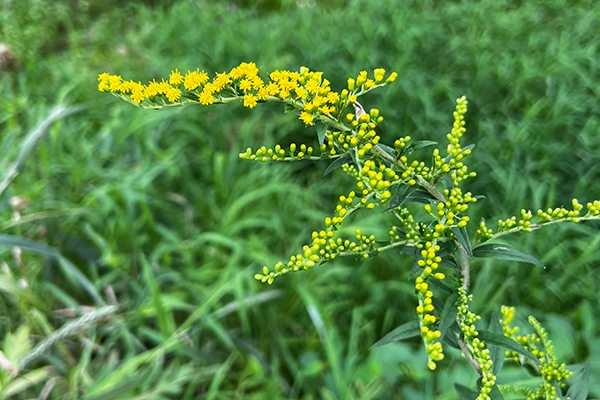 Blue Stemmed Goldenrod Blue Stemmed Goldenrod