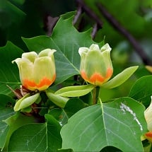 tulip215.jpg