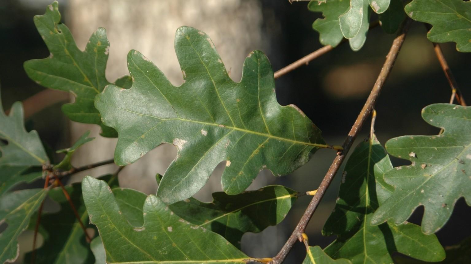 White-Oak.jpg