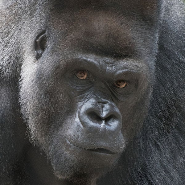 Gorillas | Cleveland Metroparks