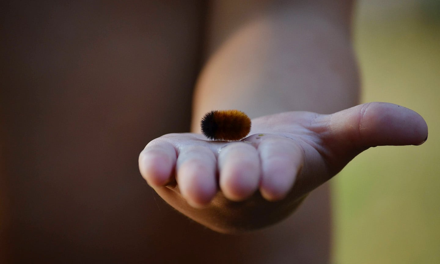 caterpillar_thumbnail.jpg