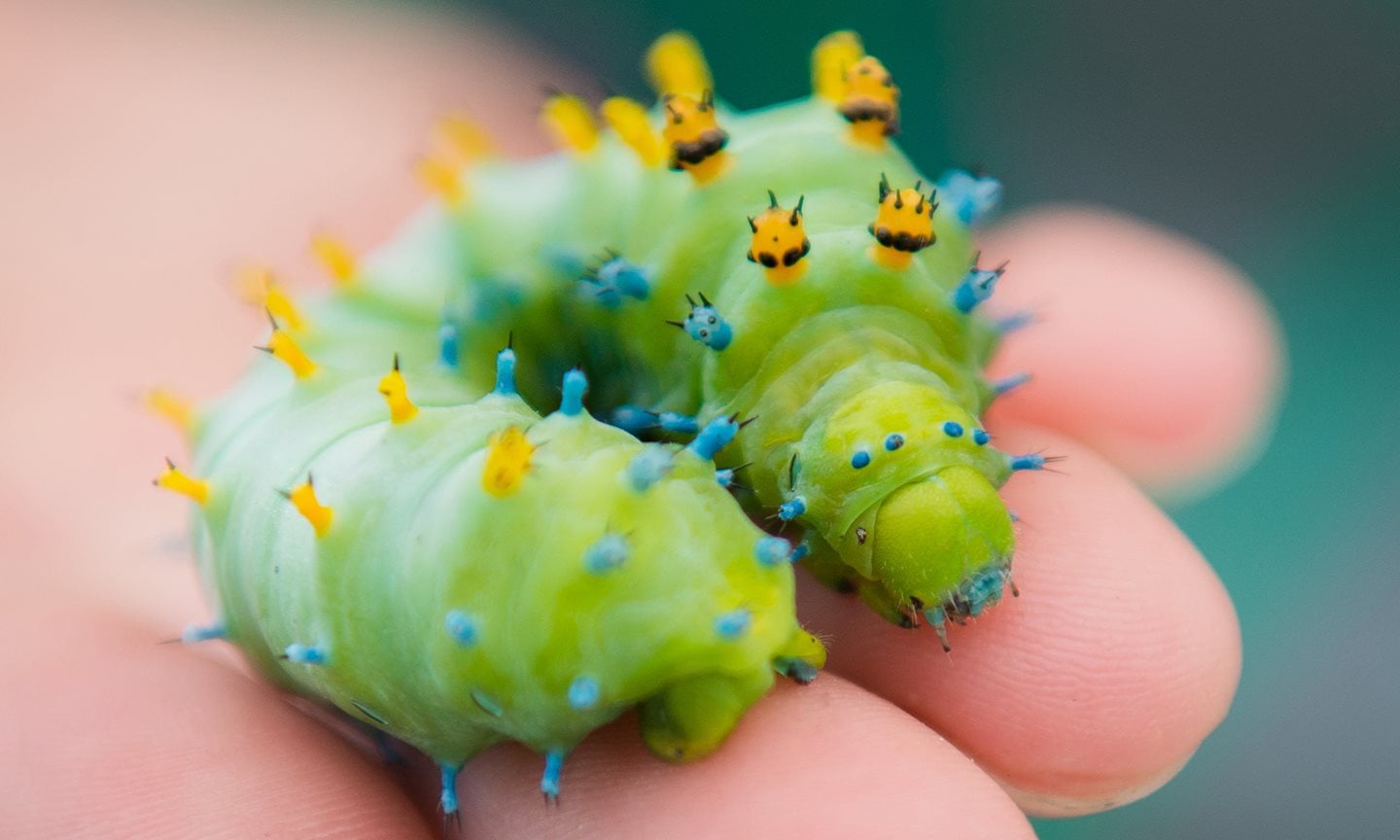 Caterpiller.jpg