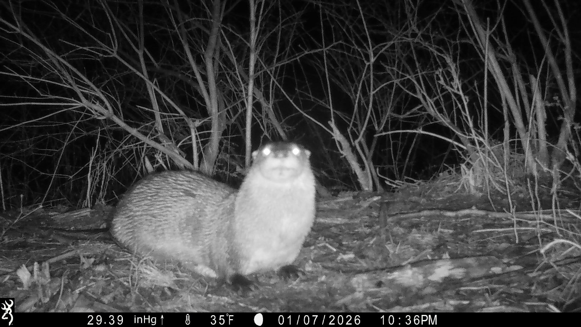 single_otter