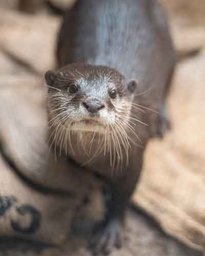 Otter-Munti.jpg