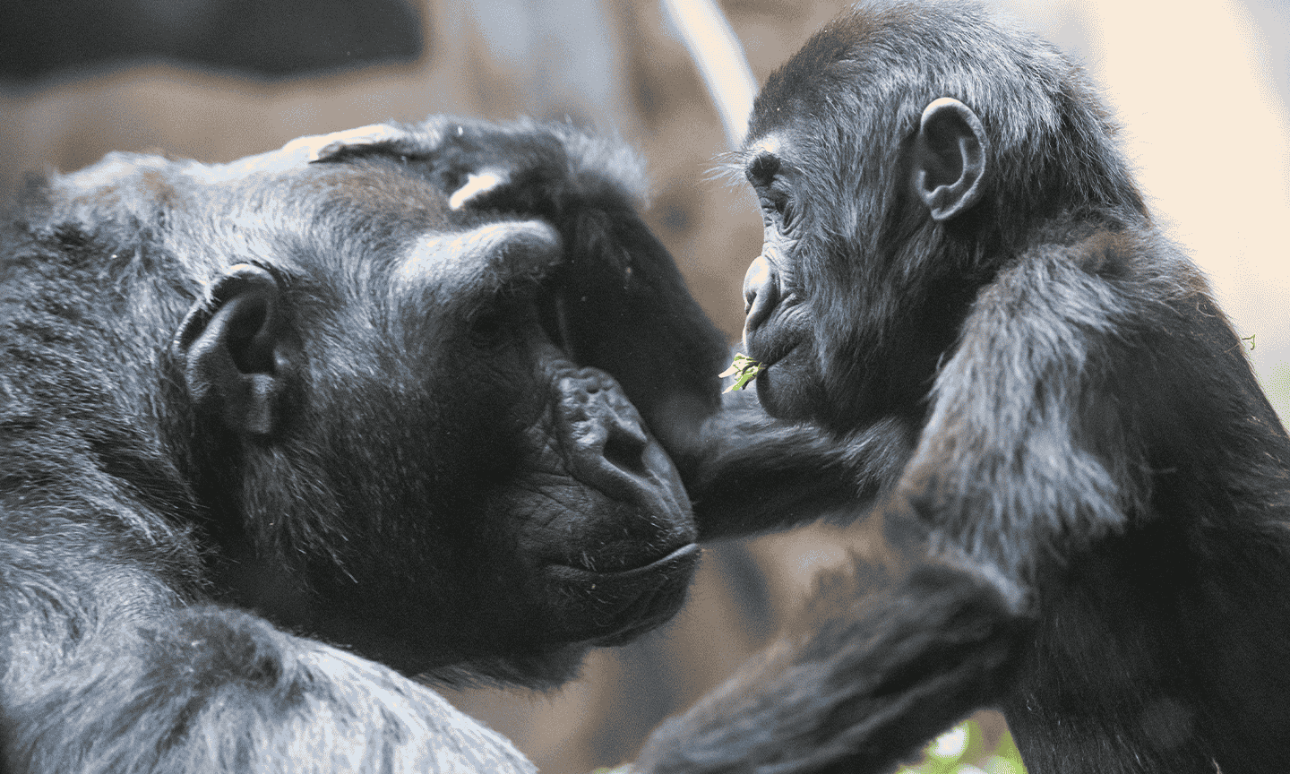 Gorillas.png