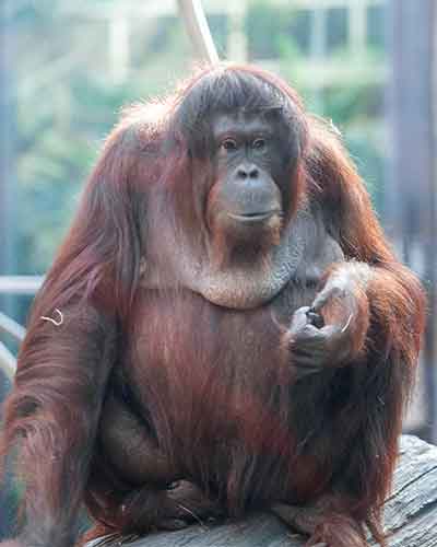 Orangutan-Kayla.jpg