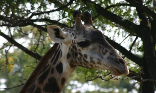 Giraffe_1.jpg
