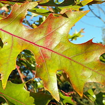 Red-Oak-small.jpg