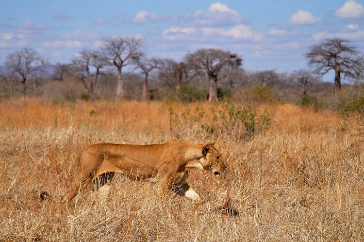 Female-Lion-Walking-through-the-Tall-Grass.jpg