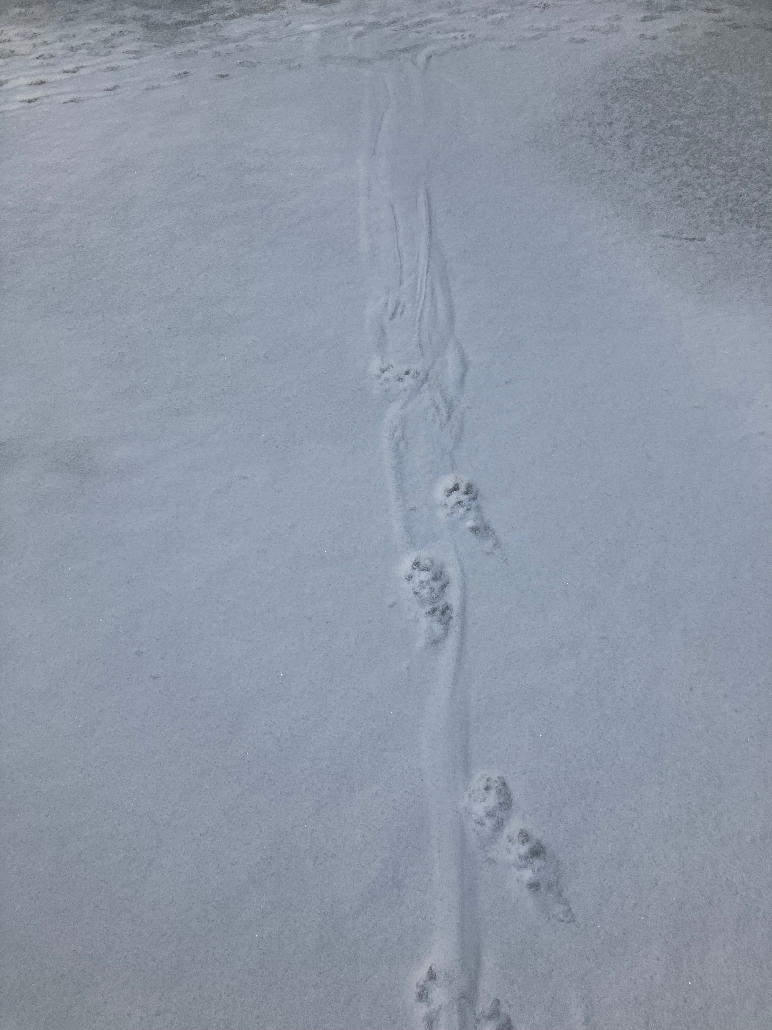 snow_tail