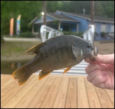7.2.26 hinckley fish 1 7.2.26 hinckley fish 1