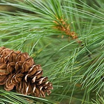 white-pine-tree.jpg