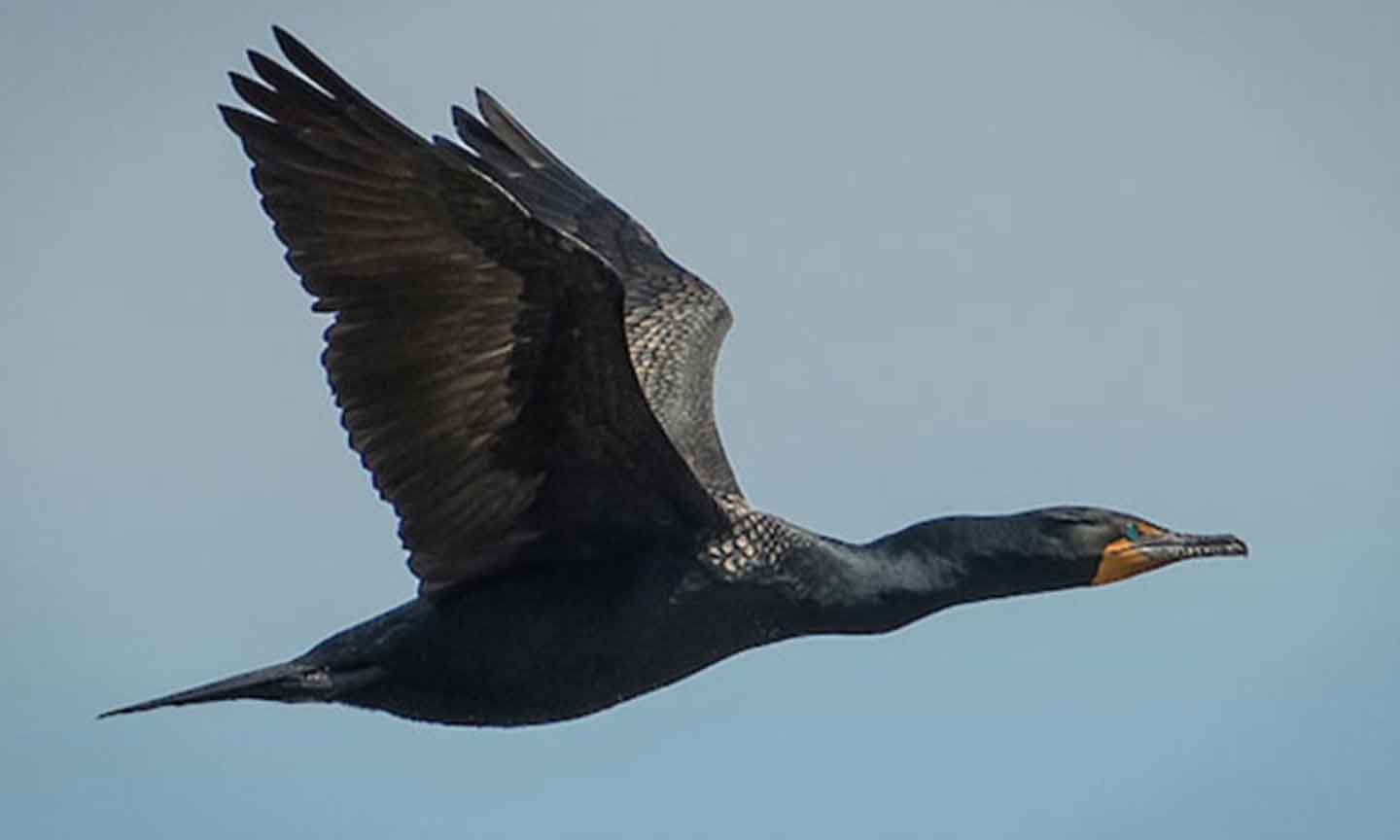Double-Crested-commorant.jpg