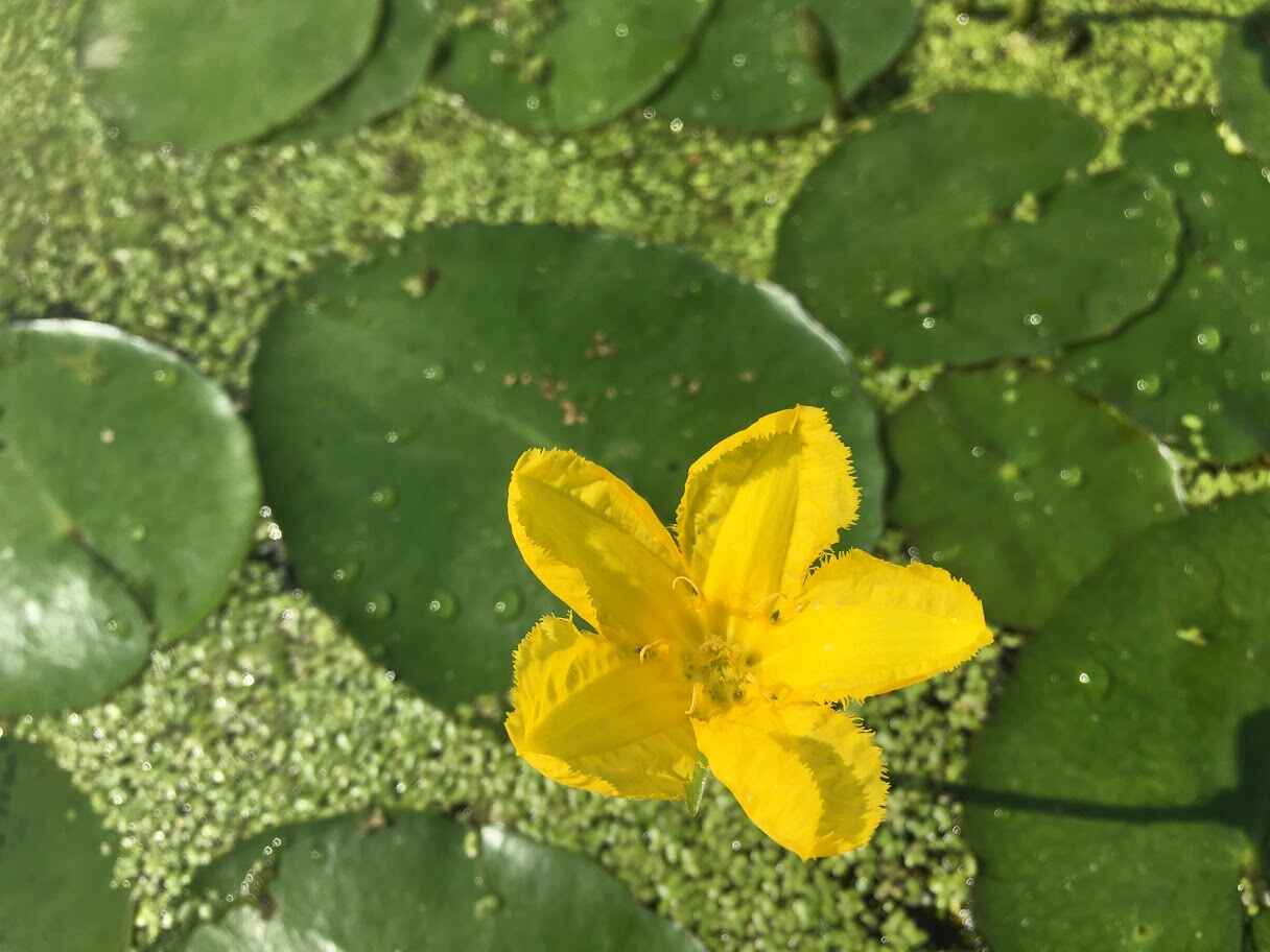 Yellow-floating-heart-flower.jpg