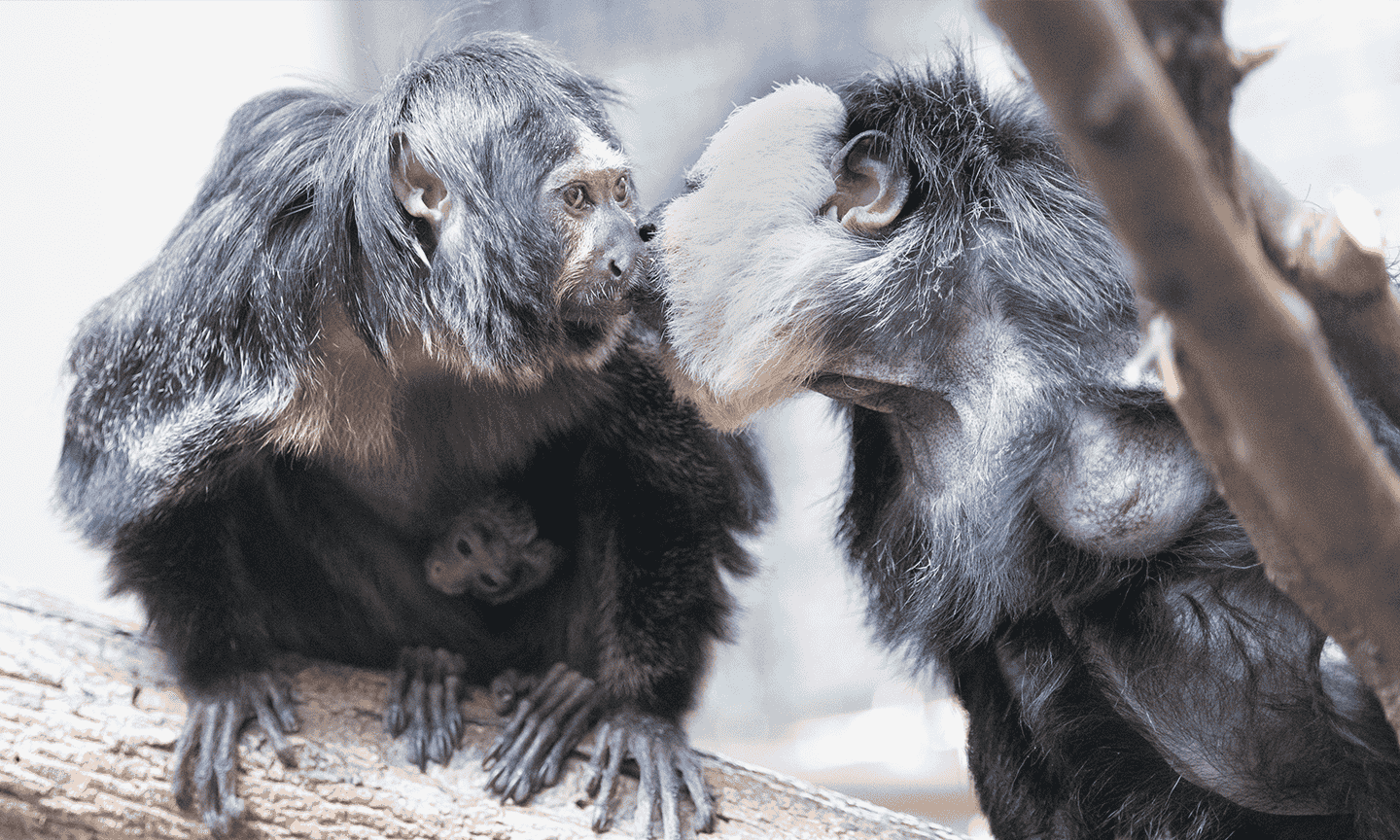 White-Faced-Saki-Monkey.png