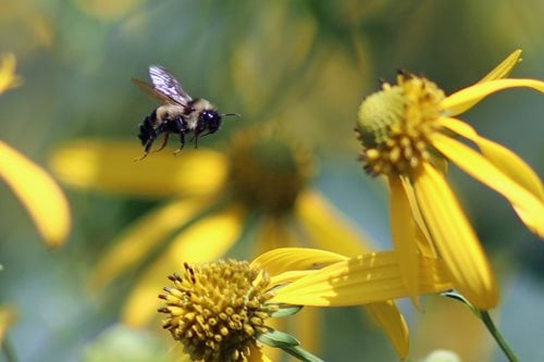 Bumble-Bee-IMG_4370b-Marty-Calabrese_2.jpg