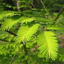 dawn-redwood.jpg