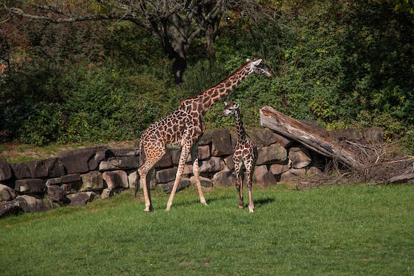 PIPPY_GIRAFFE-3.jpg