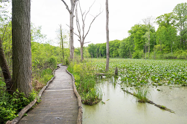 Lily Lagoon