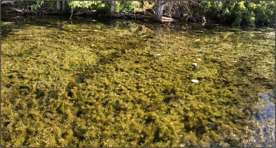 hydrilla.jpg