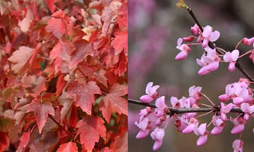 red-maple-and-redbud.jpg