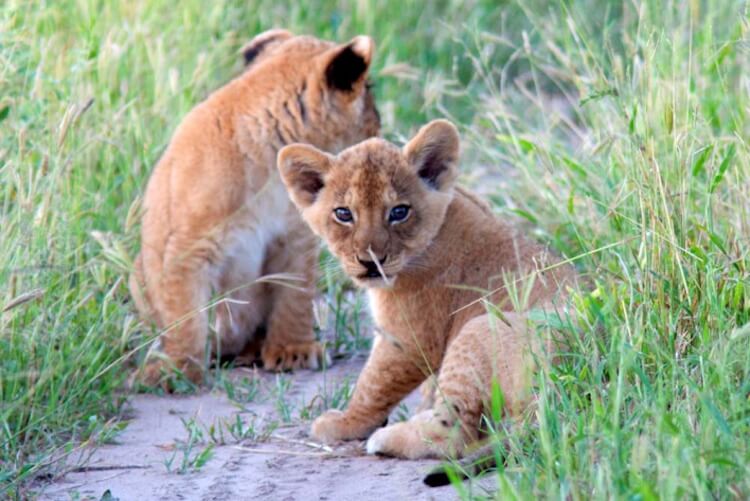 Lion-Cubs-Laying-in-Grass.jpg