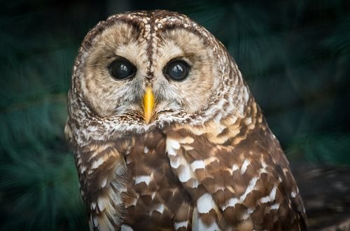 Barred_Owl_1.jpg