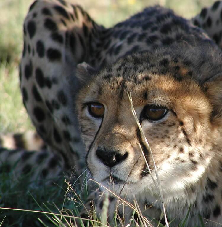 Cheetah-Crouching-in-the-Tall-Grass.jpg