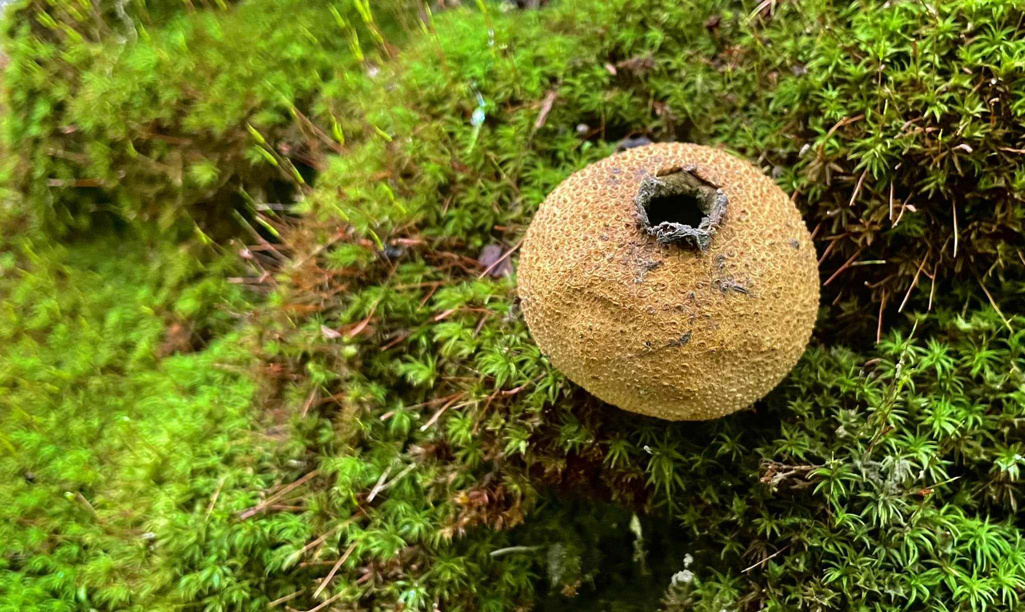 mushroom_on_moss_JB.jpg