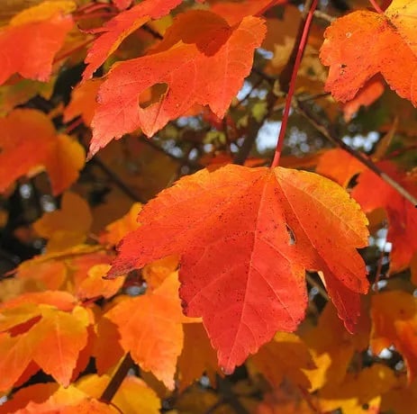 october-glory.jpg