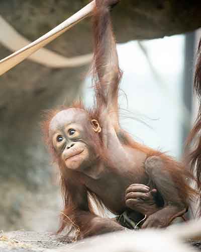 Orangutan-Zaki.jpg
