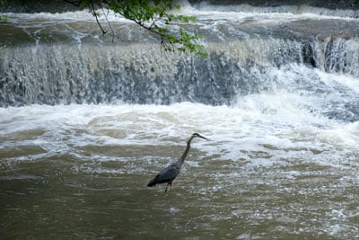 bedford-reservation-blue-heron-cleveland-metroparks-1.jpg