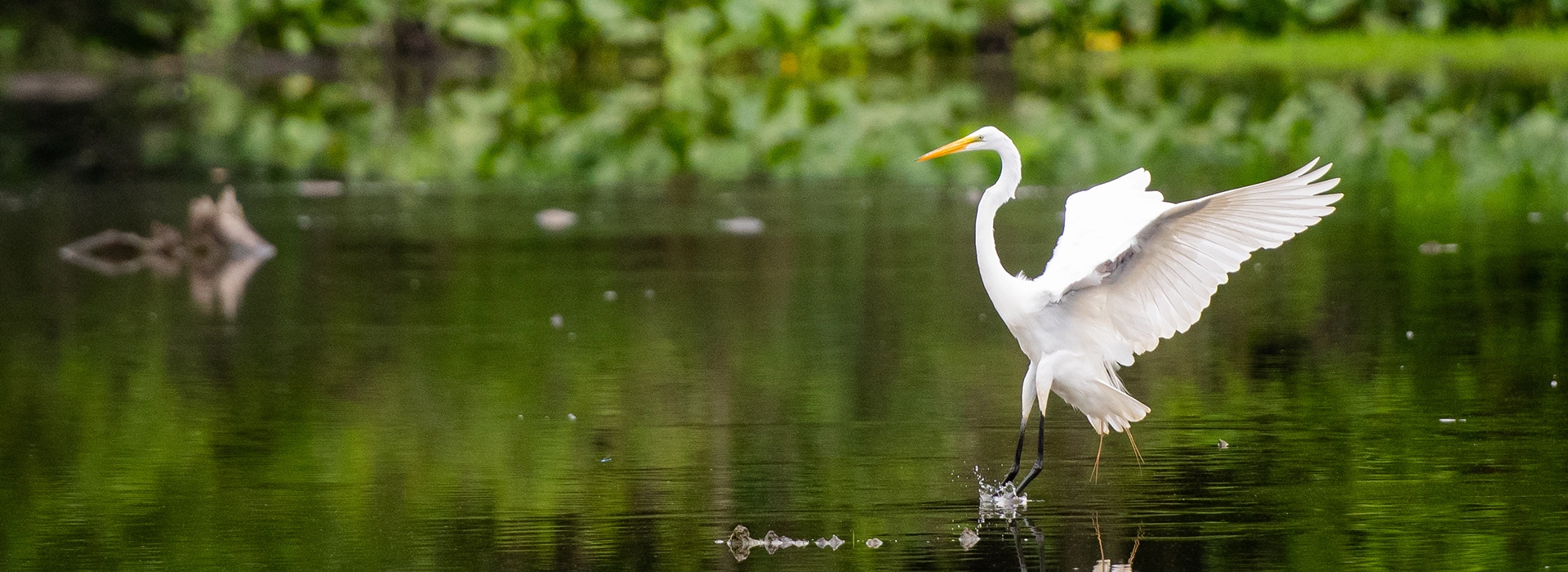 Bird_homepage.webp