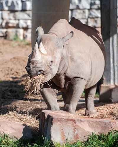 Rhino-Kibibbi.jpg