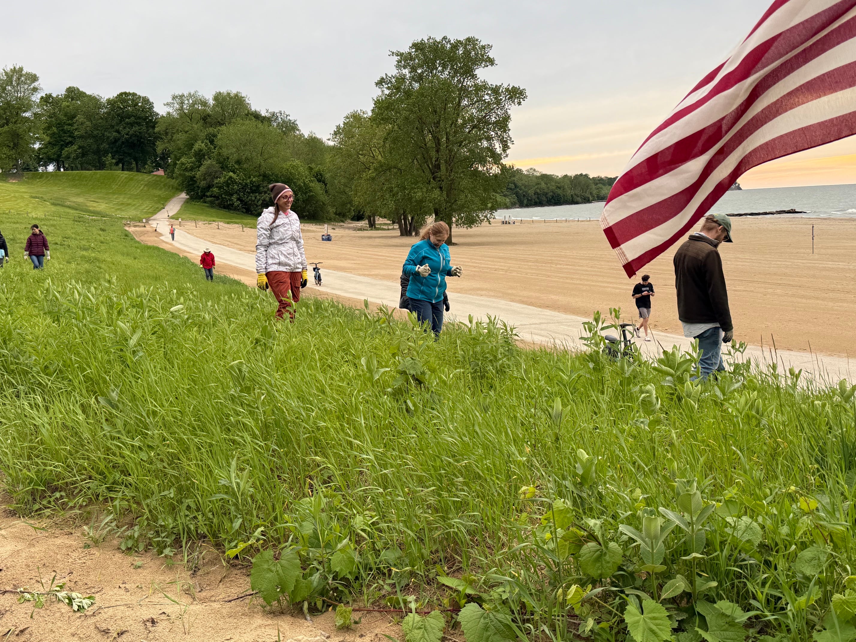 5-20-26 Invasive Mugwort Removal 2 5-20-26 Invasive Mugwort Removal 2